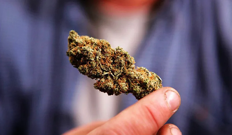 人类以外最聪明10大动物，乌鸦也能榜上有名 - 黑白体育